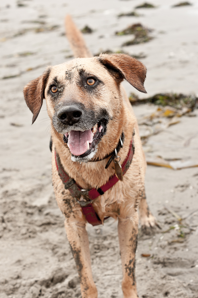 Terminal Lance Canine Naming Conventions Marine Corps Times 